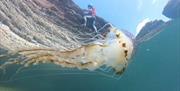 Bespoke Boat Tour - Rock Solid Coasteering