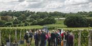 Guided Tour of the Vineyard, Sandridge Barton, Stoke Gabriel, Nr Totnes, Devon