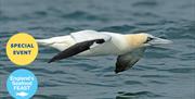 Seabirds and Seafood, Berry Head, part of England's Seafood FEAST