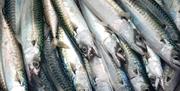 Mackerel caught on Seaspray Fishing Trip, departs Brixham, Devon