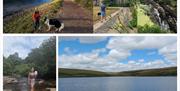 Photo collage of Ripples and Reflections Trip
- woman standing by stream with dogs
- person looking out at reservoir
-Boy and dog playing by a river
-