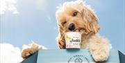 Dogs are lapping up Jude’s ice cream as part of the Venus Company’s new canine menu.
Photo courtesy of Jude’s Ice cream
