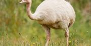 Great Rhea, Paignton Zoo
