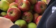 Apple Harvest, Occombe Farm