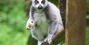 Ringtail Lemur, Paignton Zoo