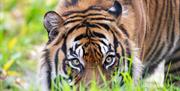 Sumatran Tiger, Paignton Zoo