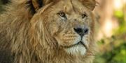 African Lion, Paignton Zoo