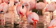 Chilean Flamingo, Paignton Zoo