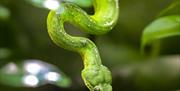 Emerald Green Boa, Paignton Zoo