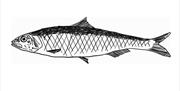 Sardine drawing