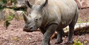 White Rhino, Paignton Zoo