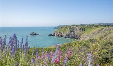 Berry Head Nature Reserve, Brixham, Devon