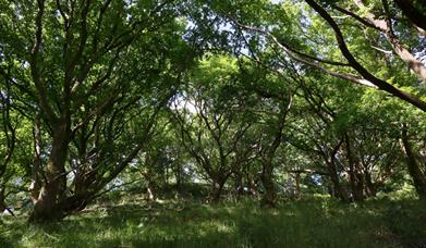 Woodlands at Berry Head Nature Reserve, Brixham, Devon