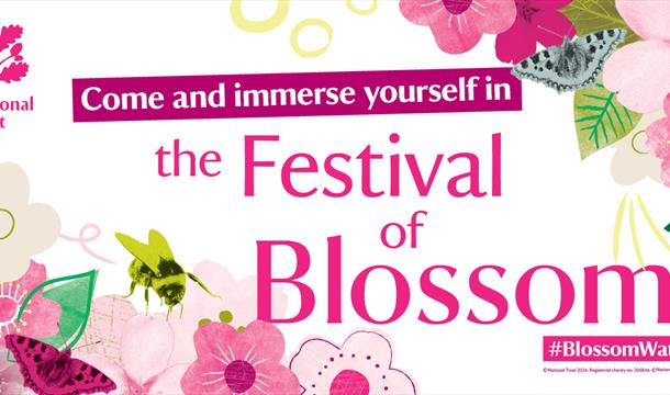 Festival of Blossom