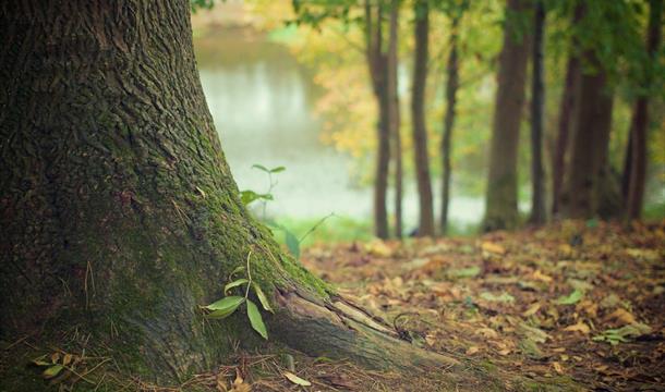 Brunel Woods, Watcombe, Torquay