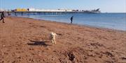 St Weonards dog friendly beach and pier in Paignton Devon