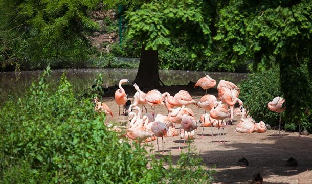 Flamingos, Paignton Zoo Environmental Park, Paignton, Devon