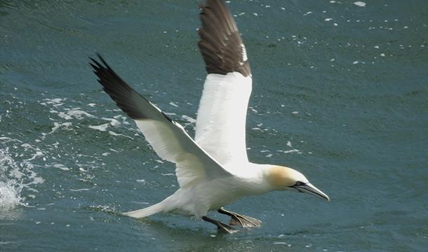 Gannet, Seabirds and Seafood Feast at Guardhouse Cafe and Berry Head, England's Seafood FEAST, Torquay, Devon
