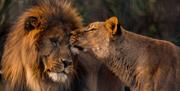 Lion and lioness, Paignton Zoo, Paignton, Devon