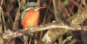 Kingfisher at Clennon Lakes, Mike Langman, Bird Illustrator, Guide and Speaker