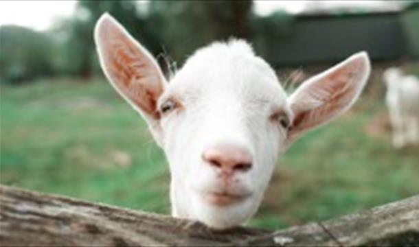 Goat at Occombe Farm, Paignton, Devon