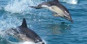 See dolphins on a trip with Paignton Pleasure Cruises and Ferry, Paignton, Devon
