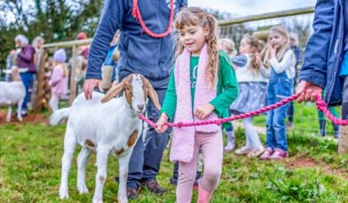 A child leads a baby goat at Occombe Farm, Farmer for a Day event, Paignton