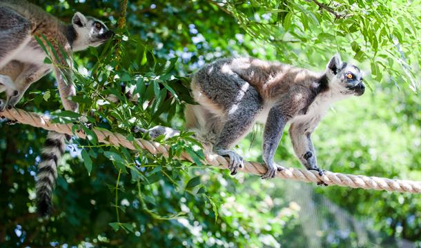 Ring tailed lemurs, Paignton Zoo Environmental Park, Paignton, Devon
