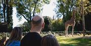 People looking across an enclosure to a giraffe at Paignton Zoo