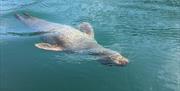 seal-swimming, english-riviera, geopark-tour,