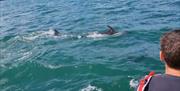dolphins-english-riviera-boat-tour, geopark-tour,
