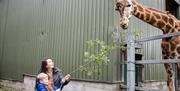 A woman and a young boy feed a giraffe at Paignton Zoo. The Giraffe Experience at Paignton Zoo.