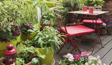 Learn about growing and maintain plants on your balcony without spending a fortune