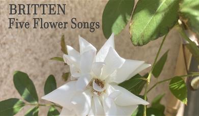 A white rose with text reading Britten Five Flower Songs