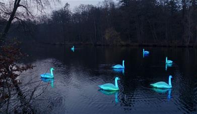 A regatta of 12 life-sized swans perform a poetic ballet on the surface of the Royal Victoria Dock