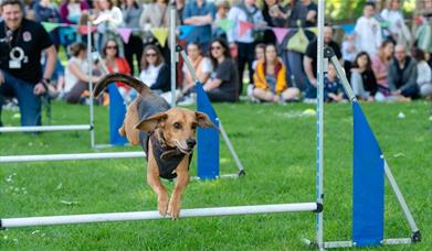 The Greenwich Dog Show is back – and it’s set to be bigger, better, and more tail-waggingly fun than ever before!