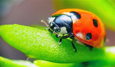 Join Kevin Godby for a monthly walk to discover edible plants