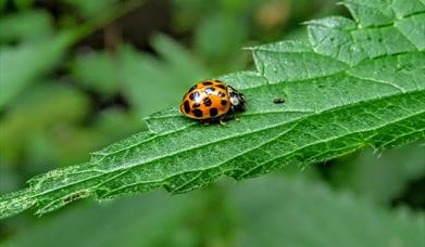 The world of the minibeast is hidden from us most of the time, but as the weather warmer, they begin to hatch