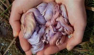 Lichen Lab: Art & Ecology - A sensory exploration of lichens through colour, touch and scent