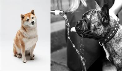 Paws on the Floor at Sticks'n'Sushi Greenwich