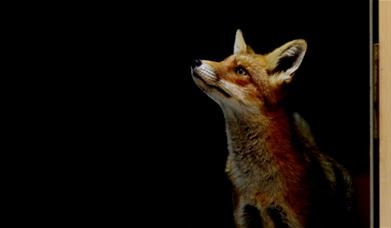 An original story by Matt Grinter about a young girl who is turning into a fox