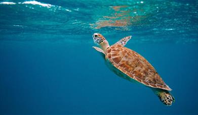 Celebrating World Ocean Day
