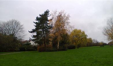 Image from within Horn Park with green grass and big trees