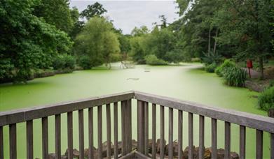 The Tarn - Wildfowl Sanctuary, Eltham