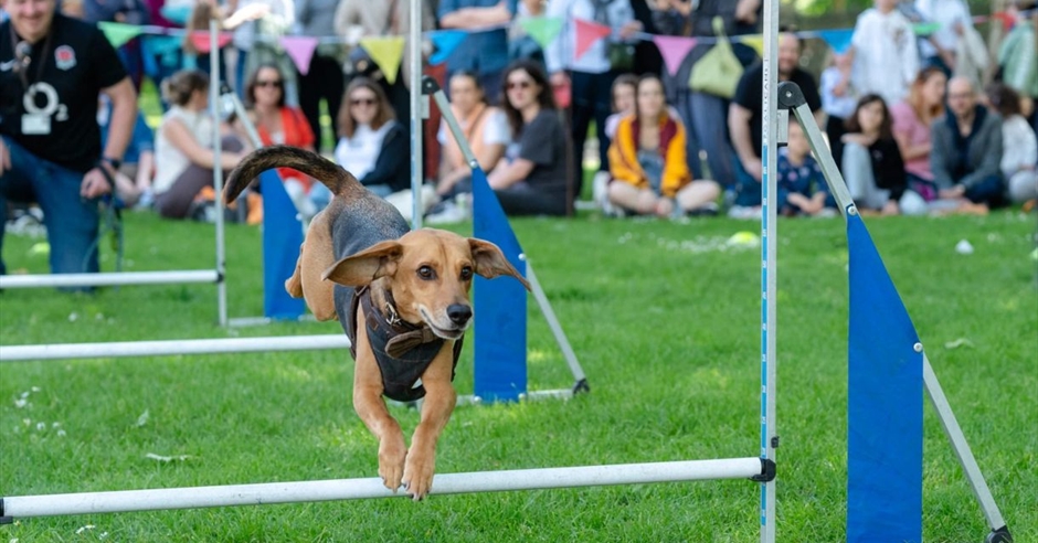 Greenwich Dog Show 2026 presented by Virtue Vets