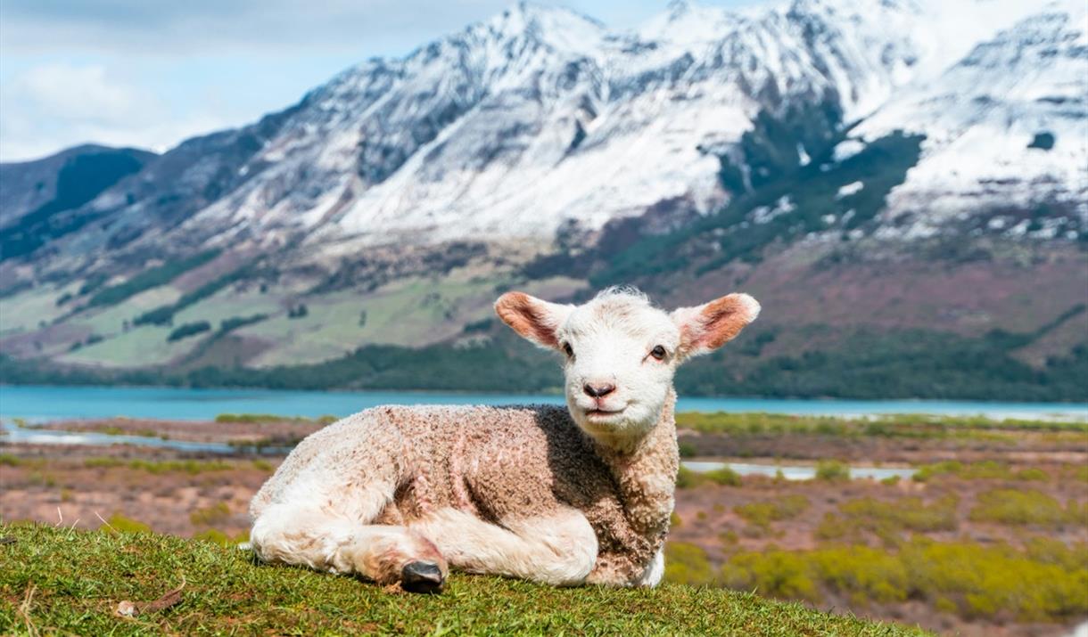 In this workshop, you will learn to paint around the stencil to make sheeps and bunnies to decorate your home for Easter