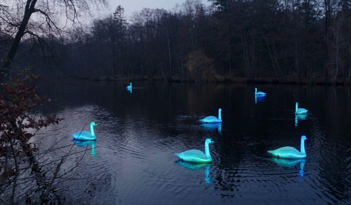 A regatta of 12 life-sized swans perform a poetic ballet on the surface of the Royal Victoria Dock