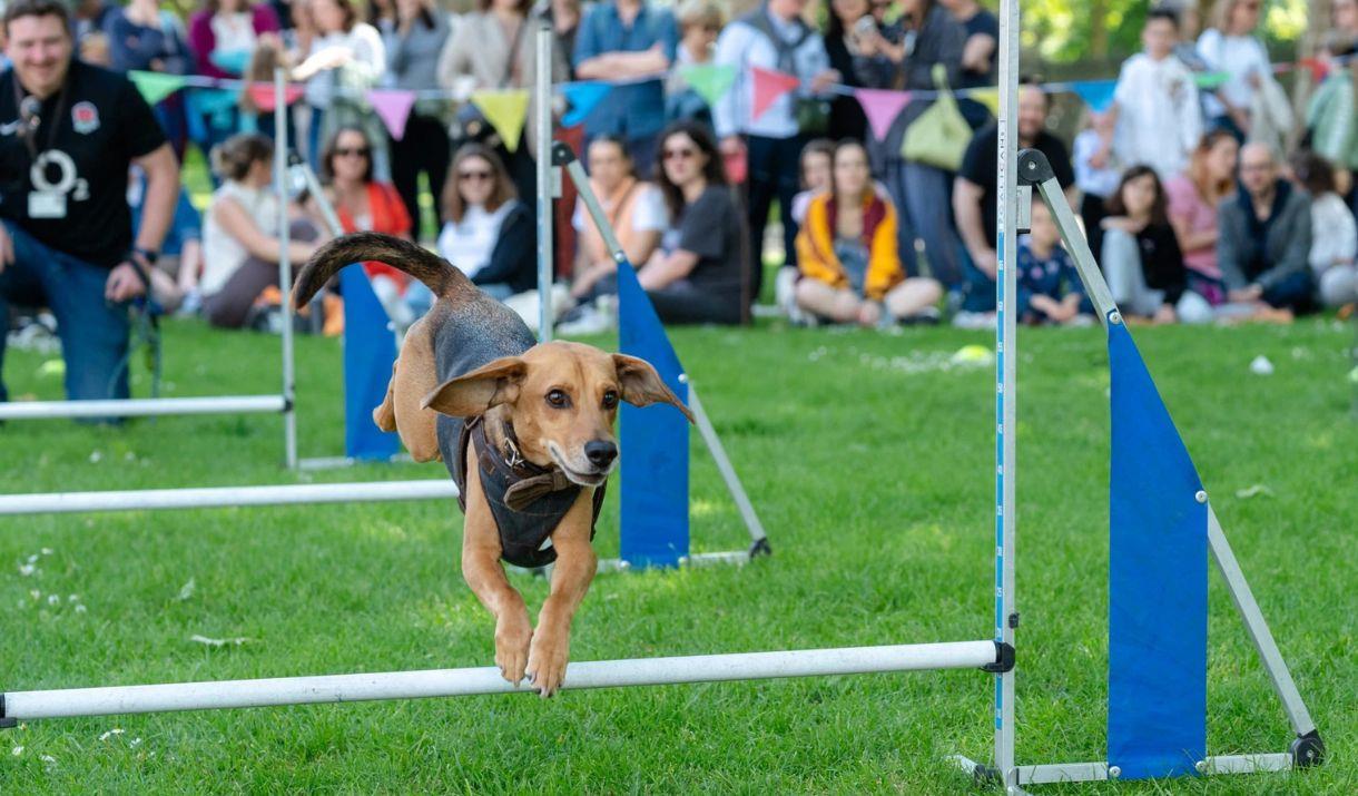 The Greenwich Dog Show is back – and it’s set to be bigger, better, and more tail-waggingly fun than ever before!