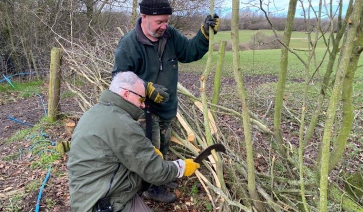 Image of two men completing hedge laying