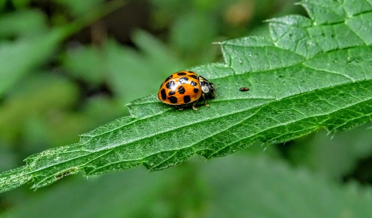 The world of the minibeast is hidden from us most of the time, but as the weather warmer, they begin to hatch